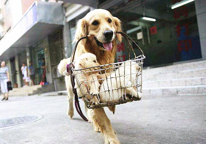 拉布拉多犬吃饭把碗吃个洞,拉布拉多叼着饭盆一脸不屑