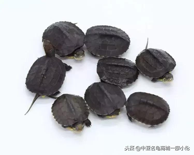 中国养殖市场,中国养殖的发展及现状