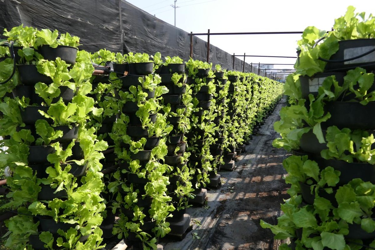 农业是个暴利行业,农业领域好吗