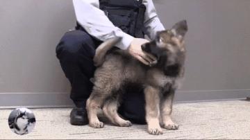 训练刚出生第五天的小警犬,刚出生的小警犬去世