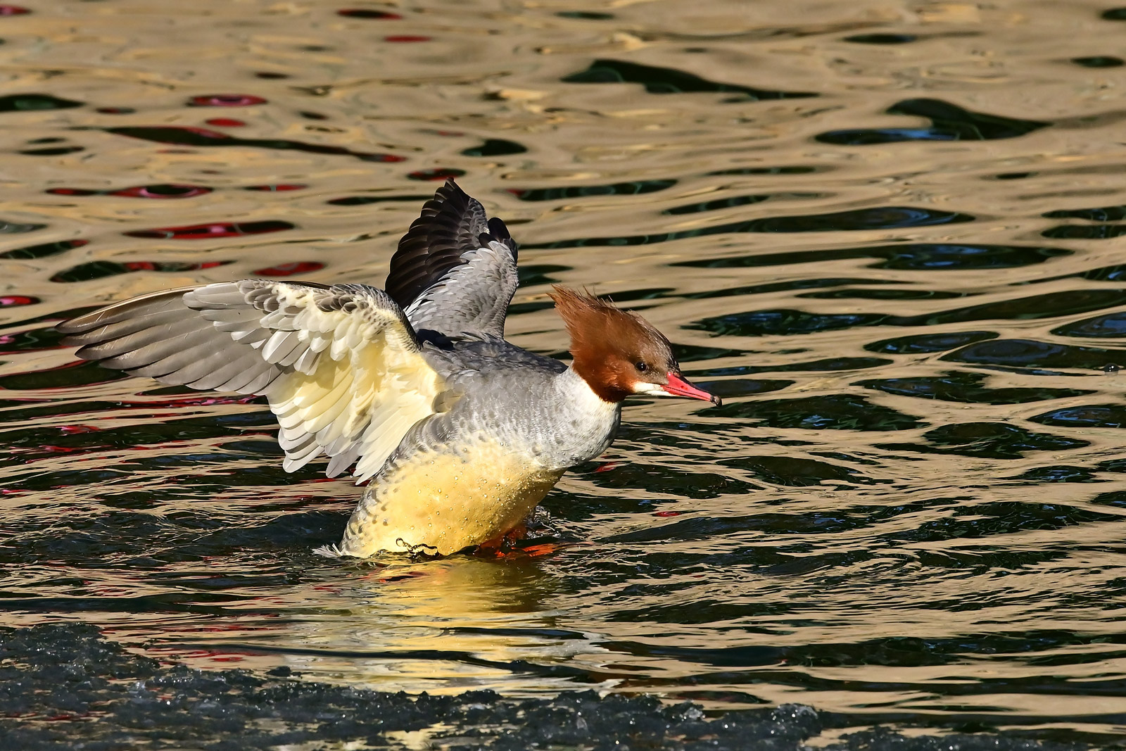 记录甜美的人像尼康z6实拍体验,尼康z6ii拍鸟怎么样