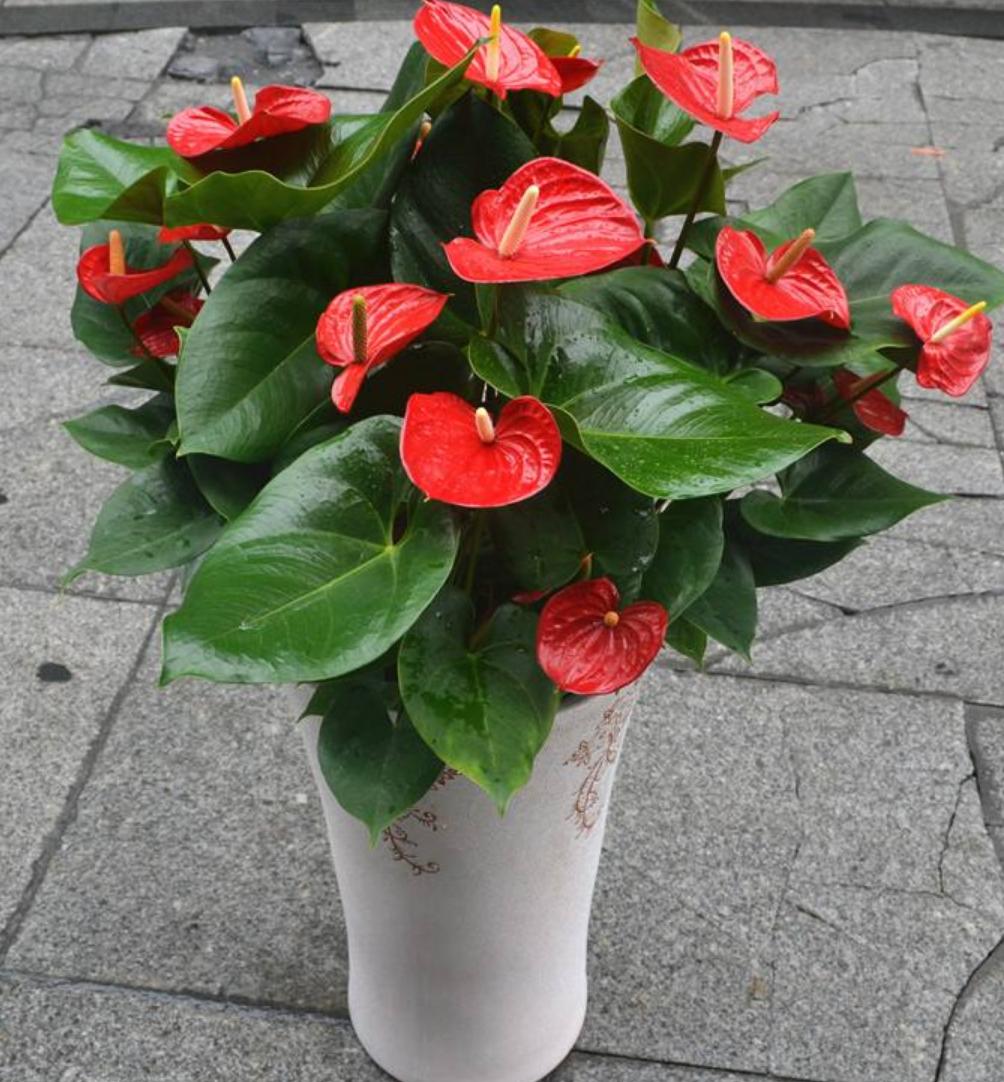 冬季红掌怎样养红掌最怕什么,养护红掌要注意什么