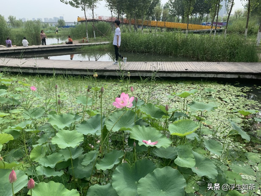 咸阳市渭柳湿地公园,咸阳渭城区渭柳湿地公园建设