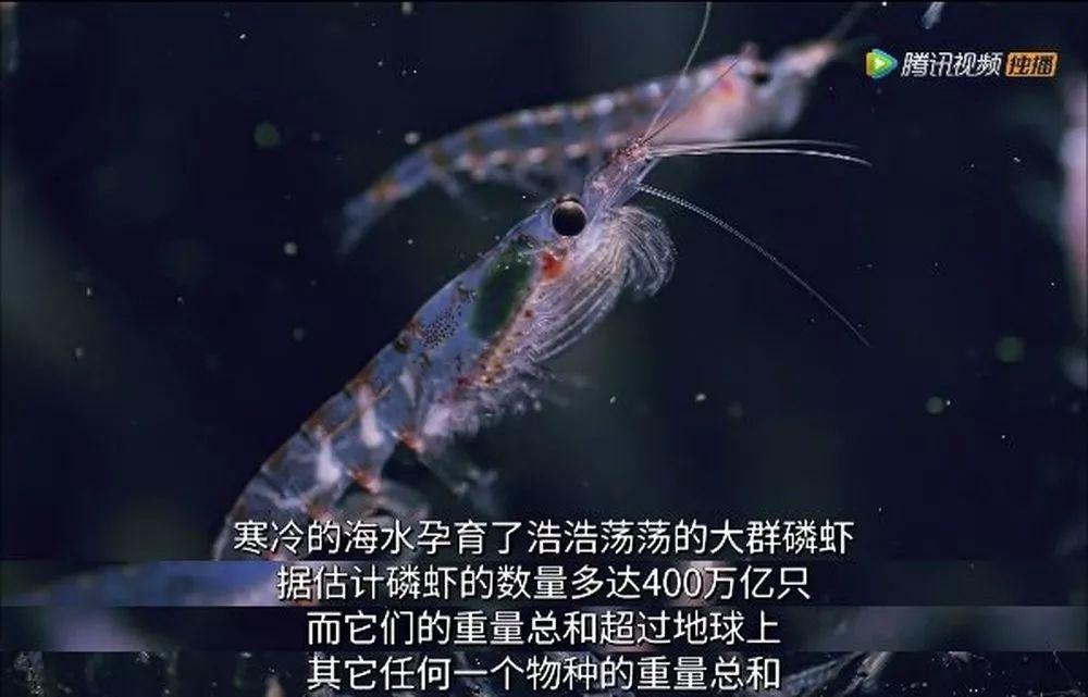 炸裂9.9，BBC再出神片，美得让人脸红