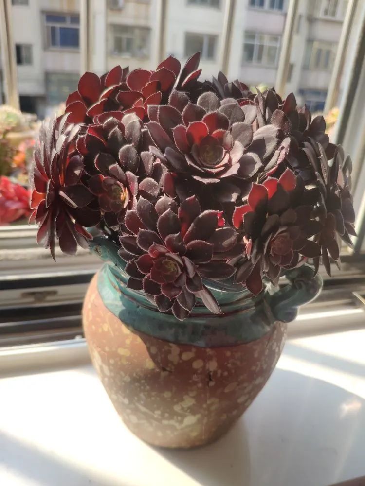 每一棵多肉都承载了一段时光,每一棵多肉都是独一无二