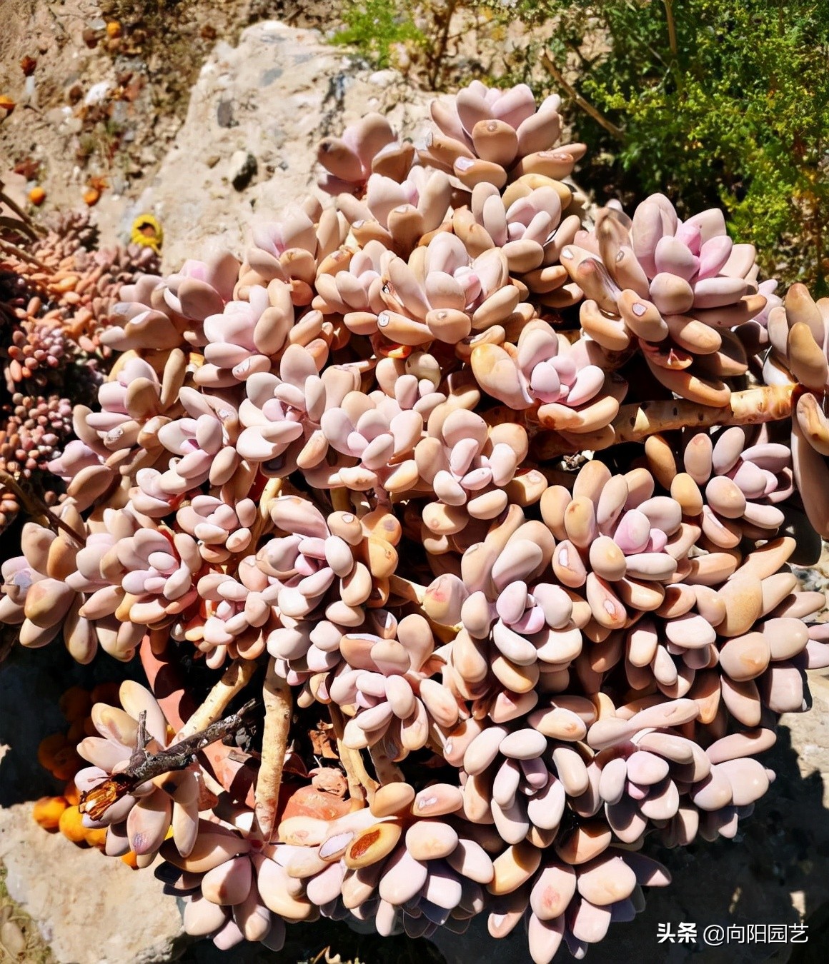 新手养多肉适合买哪些品种,夏季好养活的多肉品种图片