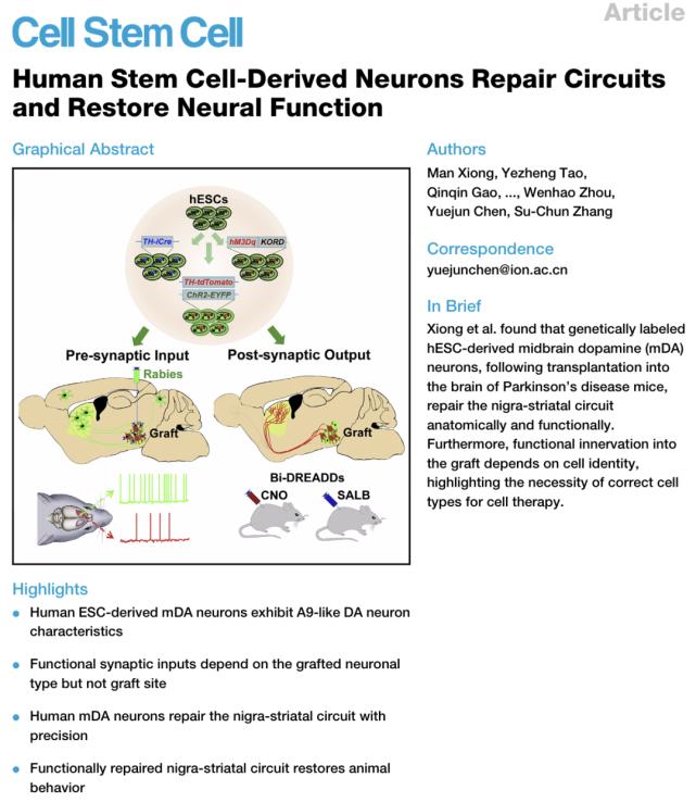 cell子刊解说,cell子刊玩转大脑血管