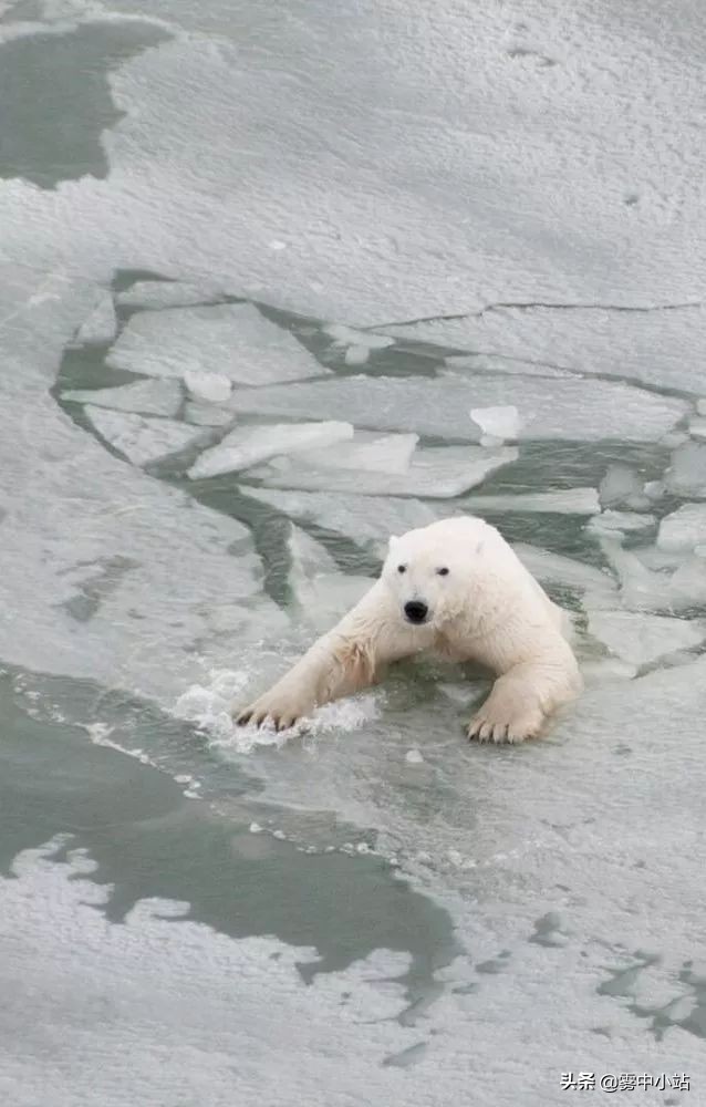 最便宜阿拉斯加多少钱,最便宜又大的阿拉斯加