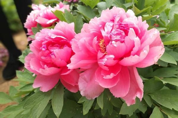 写牡丹的古诗词花开时节动京城,唯有牡丹花开时节动京城谁写的