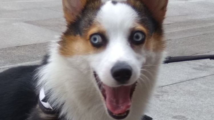 柯基十大优缺点,柯基智身价