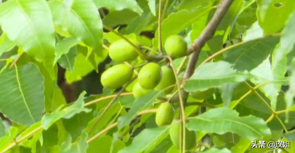 楠木枣图片,山枣啥值钱