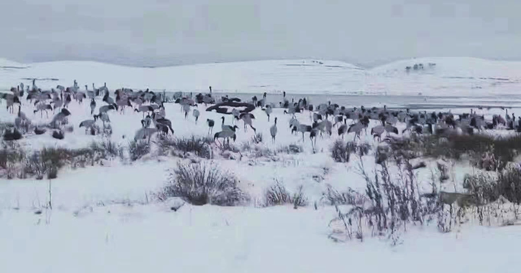 云南昭通大山包黑颈鹤攻略,云南黑颈鹤旅游