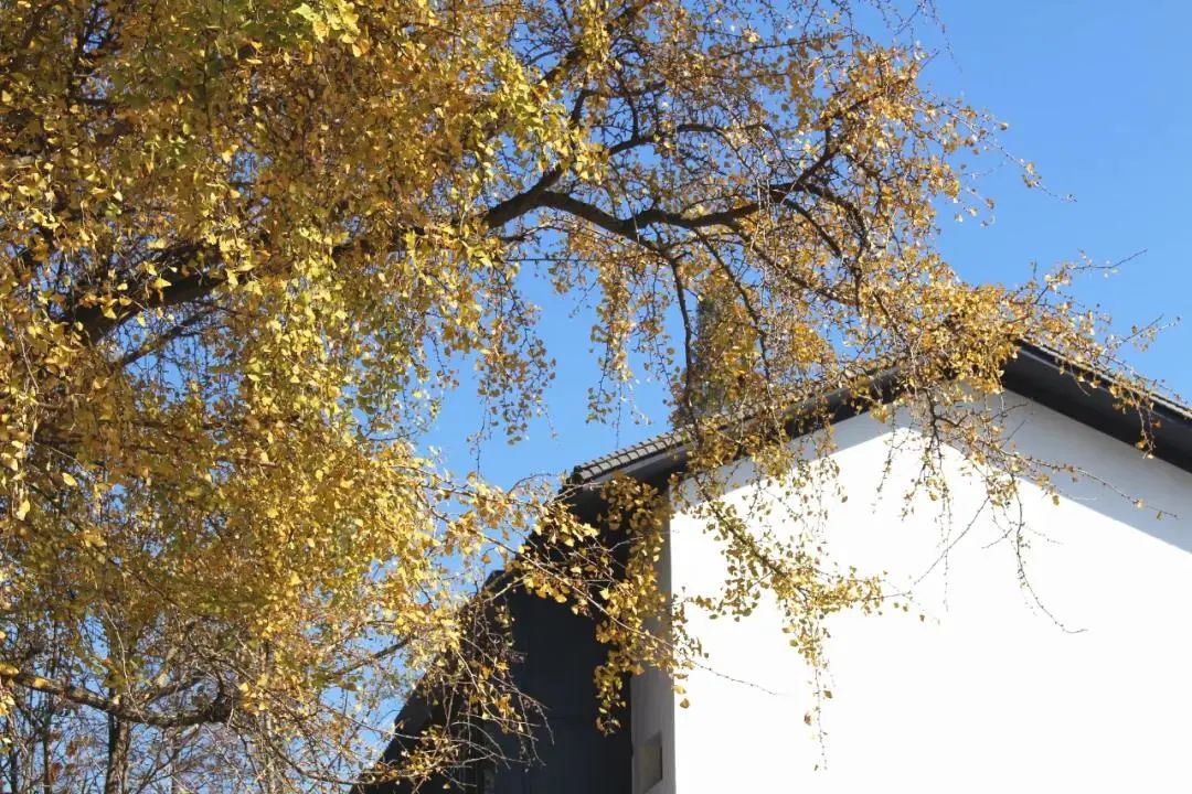 满地尽是黄金叶!来余杭及周边这几个地方,享受限定的初冬浪漫吧