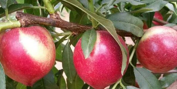 热带水果王国攀枝花,攀枝花一年四季有哪些水果