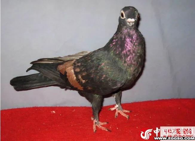 北京鸽哨制作,北京鸽哨晨曲