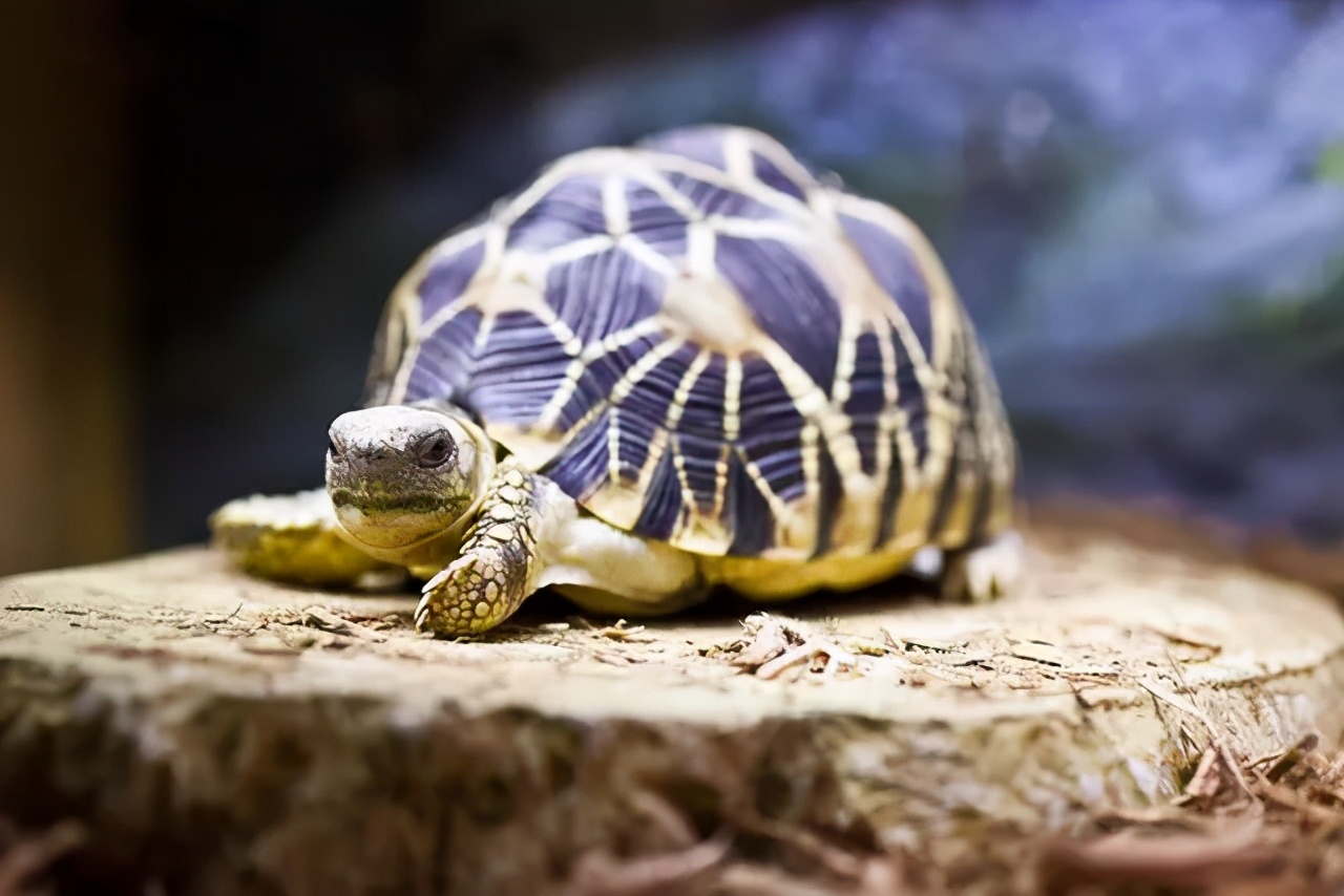 龟类大百科,大眼睛龟类