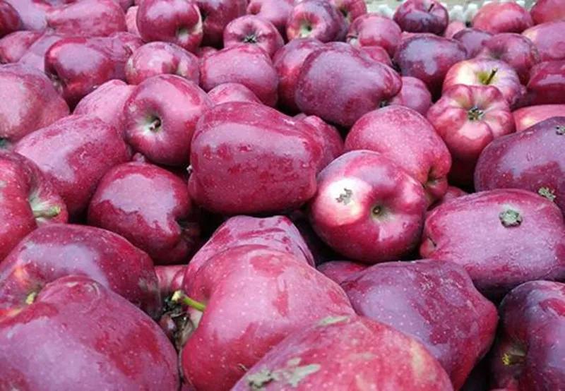 武山韭菜品种,家乡特产野韭菜