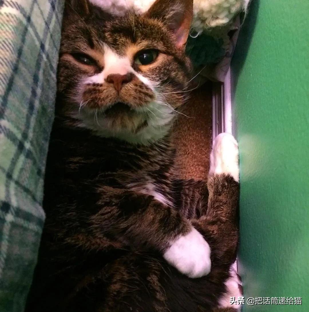 猫兄妹可爱视频,矮脚猫兄妹