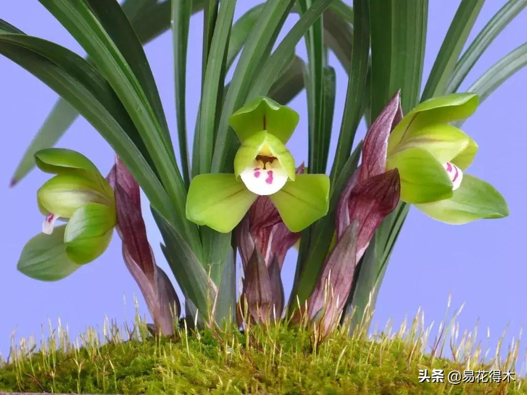 春兰荷瓣几大名品,春兰环球荷鼎和大富贵的区别