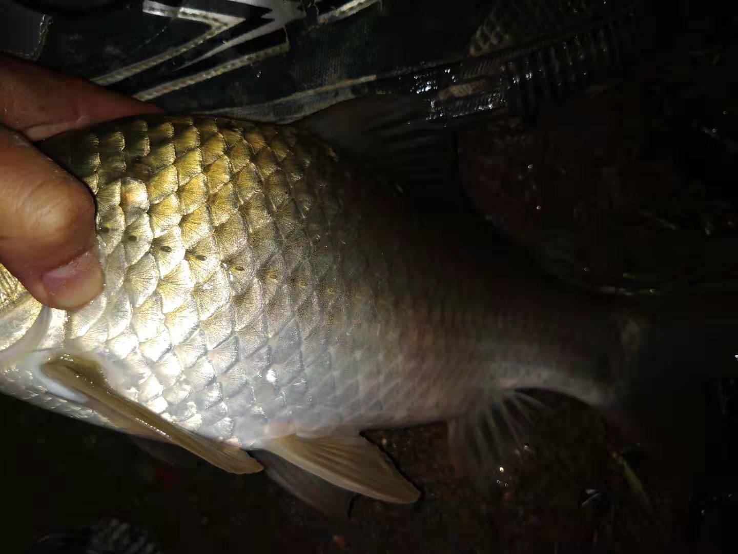 大板鲫饵料夏季搭配什么,大板鲫饵料天冷