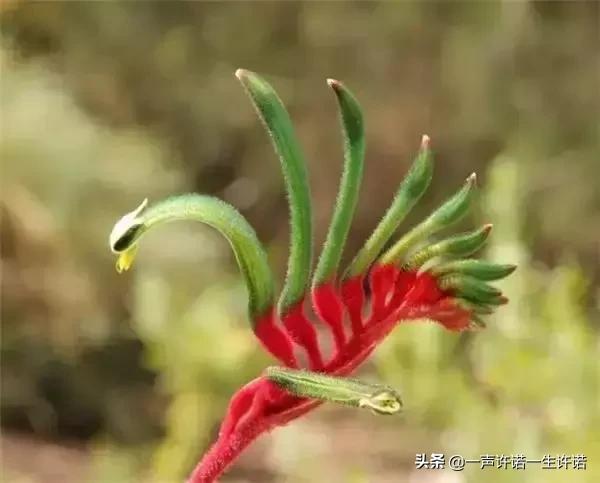 从未见到的怪花,从没见过的奇花