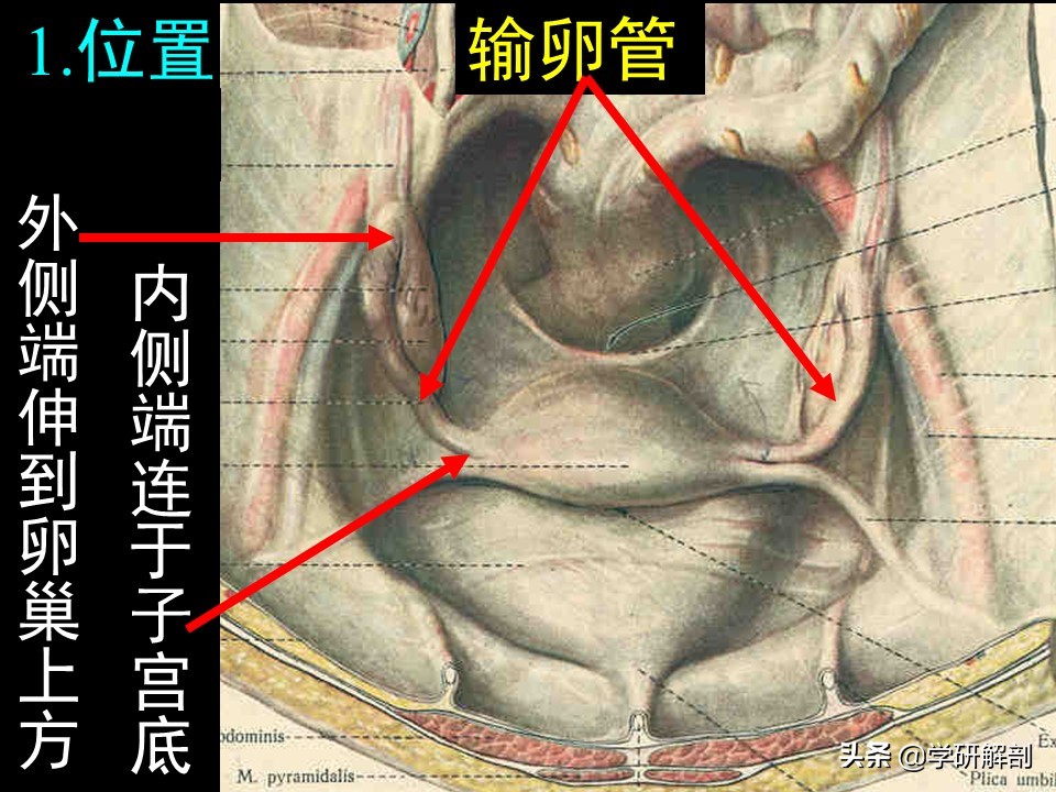 异位妊娠输卵管哪个部位破裂最晚,输卵管异位妊娠主要治疗方法