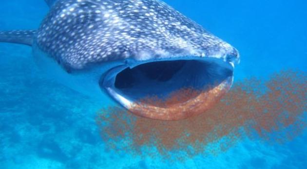 被鲸鱼吞下该如何自救,我被鲸鱼吞进肚子里你要怎么自救