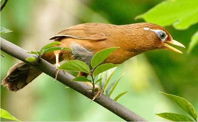画眉鸟不叫的处理办法！老金分享来自于多年的养鸟经验，望喜欢。