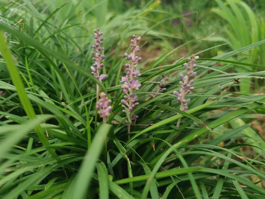 适合点缀草坪的植物,不需要光的地被植物