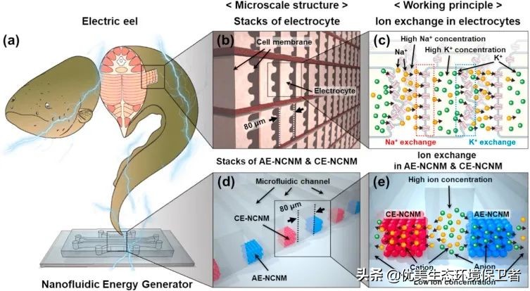 电鳗可以给手机充电吗,用电鳗给手机充电
