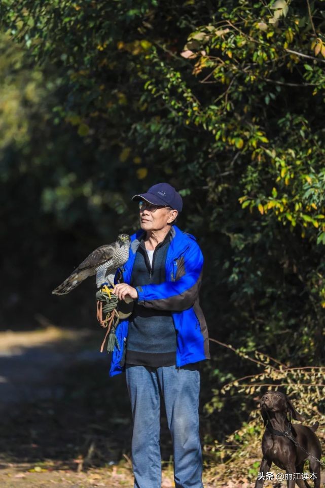 用鹰捕猎,用老鹰捕猎