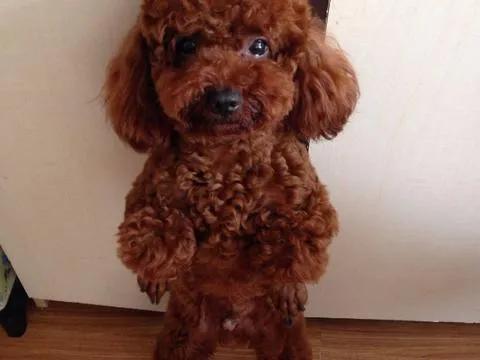 狗狗没有朋友怎么办,狗狗没有食物怎么处理