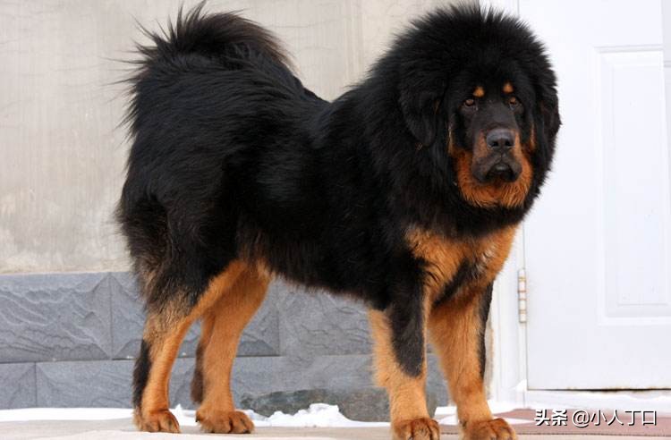 生活中常见的十种宠物狗，你认识多少？小白科普贴