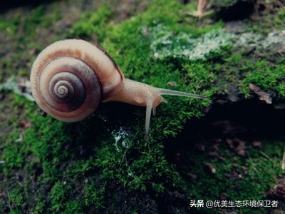 蜗牛是从哪个部位下蛋的,蜗牛竟然是蛋孵出来的你们知道吗