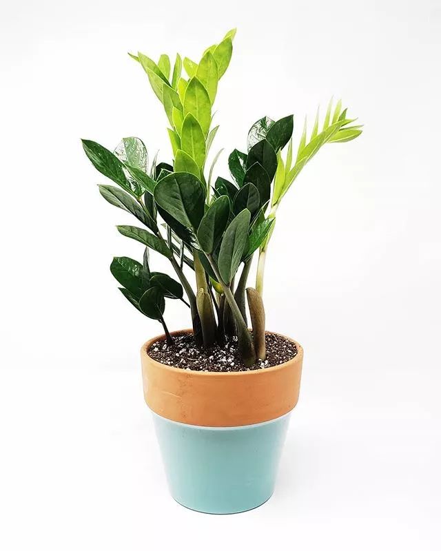 7种适合放在办公室的植物,办公室植物盆栽