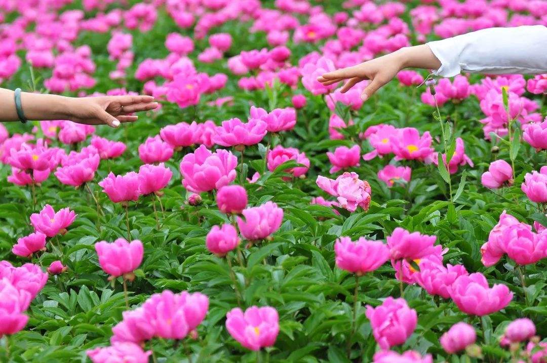 五月花神芍药花，在北京这个公园肆意绽放，门票仅10元