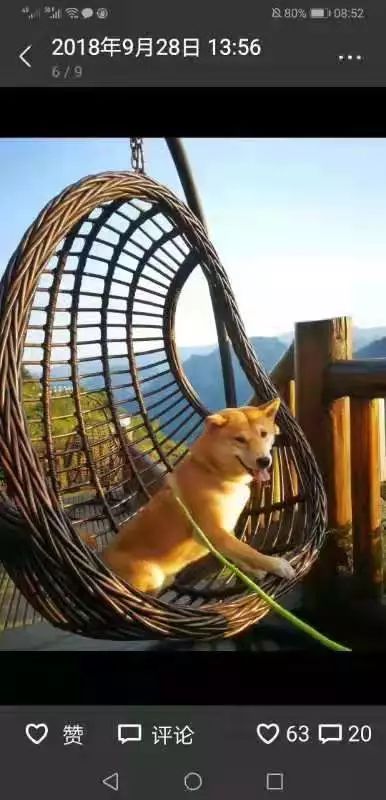 上门捕杀宠物犬后续,官方通报宠物犬被抓走宰杀