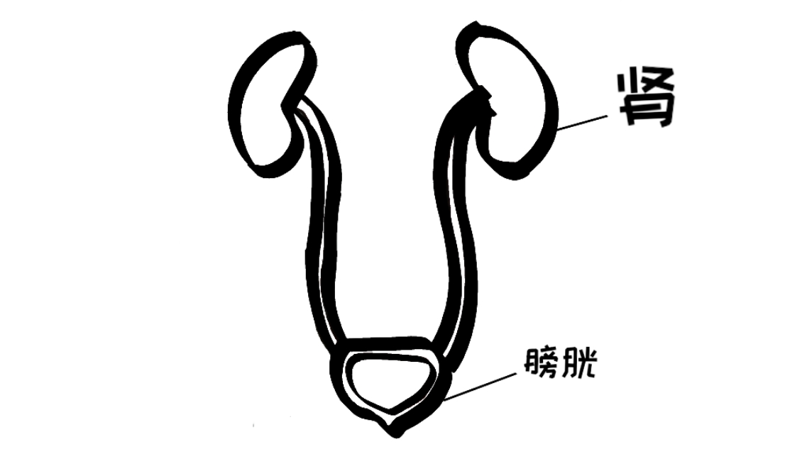 尿路结石发作立马缓解的方法,尿路结石疼怎么快速止痛小妙招