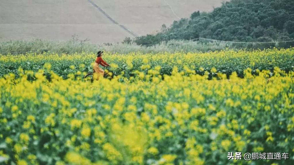 打算在深圳过年的朋友！这个景区推荐给你，田园+小镇+新年