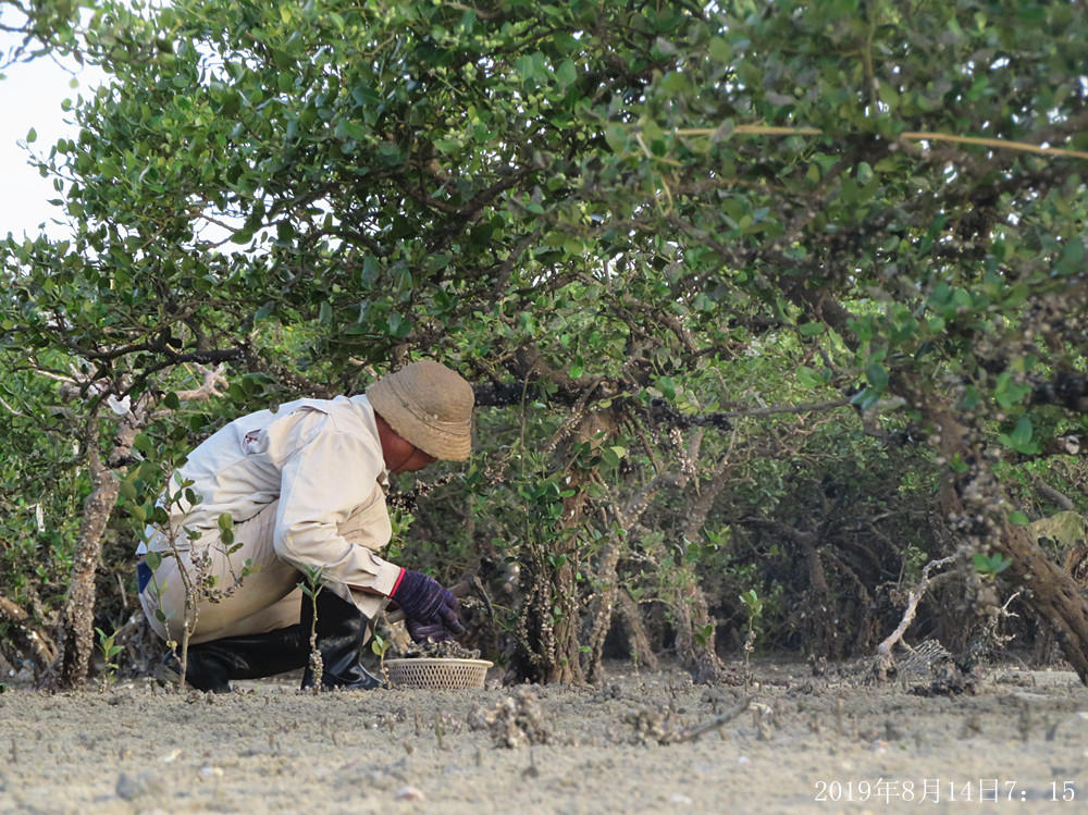 痛心!北海红树林不设防,任你踩任你挖