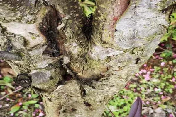 桃树流胶了怎么治,桃树流胶最佳防治方法