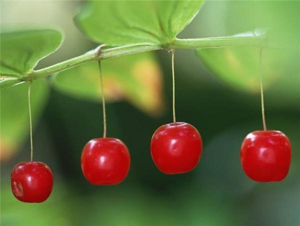 常见的6种食材,常见的6种很装的食材