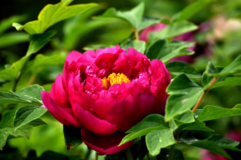 绿竹猗猗,有匪君子?为何古人喜爱用竹、松比喻人的高贵品格