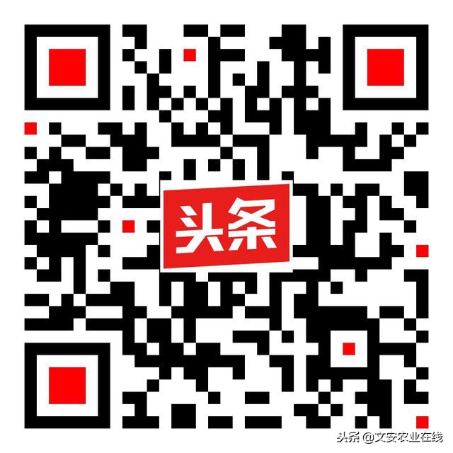 今日朝鲜猪肉价格是多少钱一斤,今天猪肉一斤多少钱北京猪肉价格