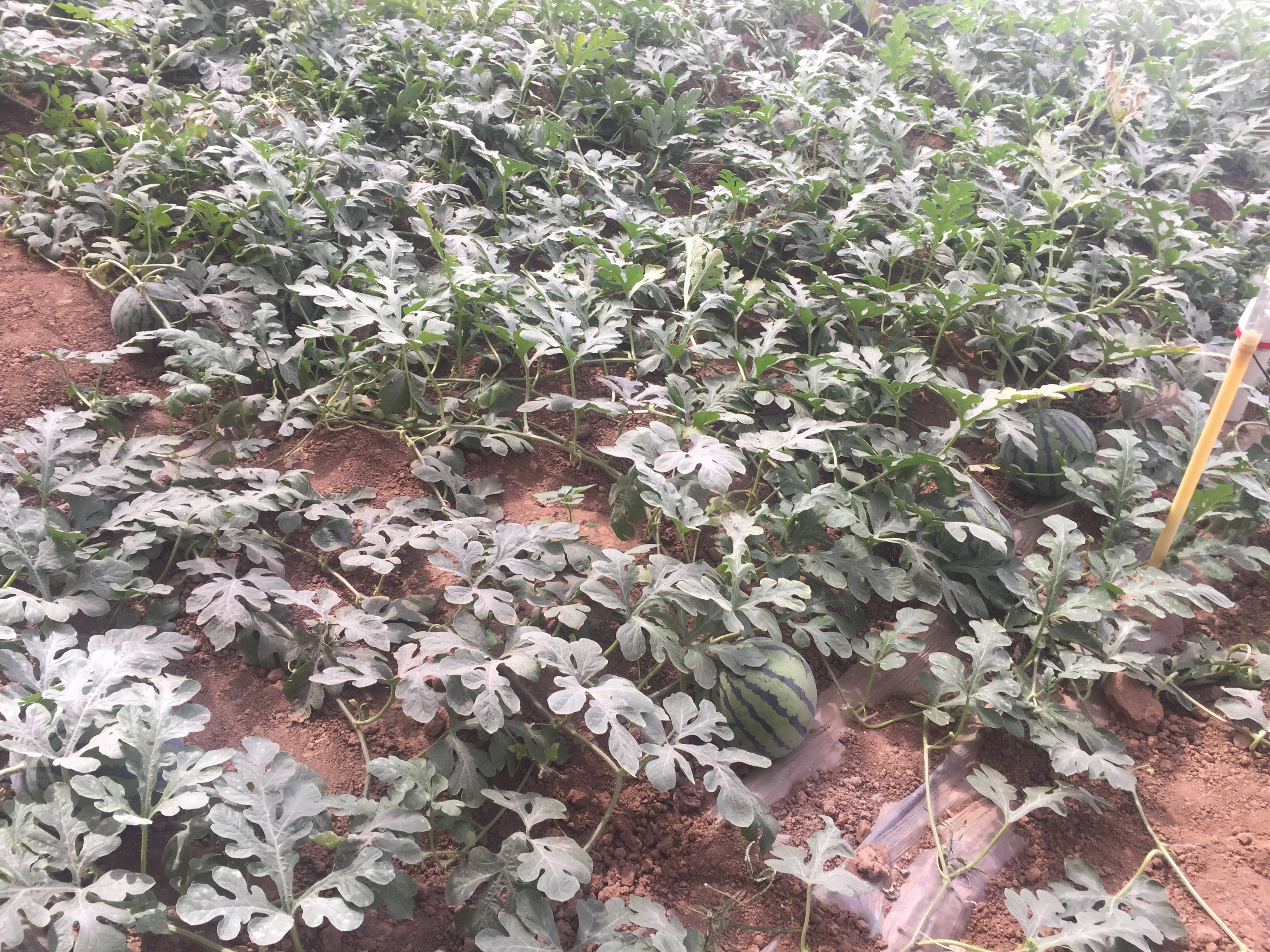 西瓜膨果期叶片早衰怎么补救,西瓜早衰的最佳治疗方法