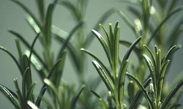 纯露中的反“孔”精英,去除闭口收缩毛孔,吃土女孩也用得起