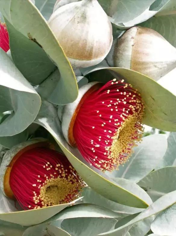 桉树风景图片,西澳桉树花