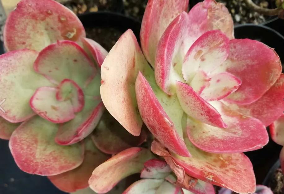 多肉养出状态来有多美?这102种多肉控养上色之后美呆了