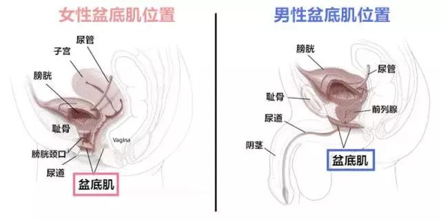 笑得尿失禁怎么办,笑会流尿出来是什么原因