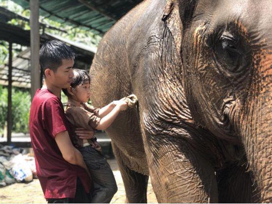 清迈大象义工,清迈大象救助营